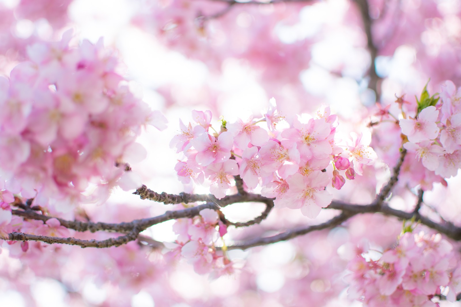 ������@�|�m�ˁ@���l�����w�K�m�@�K�C�A